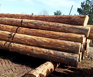 EKE ORMAN ÜRÜNLERİ